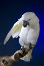 White umbrella cockatoo Royalty Free Stock Photo