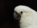 White Umbrella Cockatoo