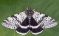 White Underwing