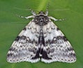 White Underwing