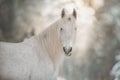 White unicorn in the winter forest.