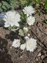 White unique flowers