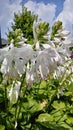 White upside down lillium flowers