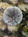 White urchin in Cuba