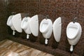 White urinals on a brown background glazed tiles in the men`s room