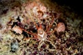 white-v hydroid crab Royalty Free Stock Photo