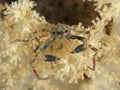 White-v hydroid crab Royalty Free Stock Photo