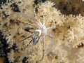 White-v hydroid crab Royalty Free Stock Photo