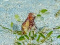 White V Octopus, Abdopus Spp. Bangka, North Sulawesi