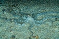 white-v octopus on sandy bottom at night Royalty Free Stock Photo
