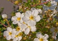 White variation Flowers, name Potentilla fruticosa.