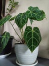 White Vase with Anthurium Crystallinum Plant Royalty Free Stock Photo