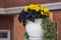 White vase with chrysanthemums on the background of the building. urban decoration with flowers in pots or flowerbeds
