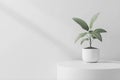 White Interior with Plant in Round Vase and Blank Space for Product Presentation Royalty Free Stock Photo