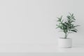White Interior with Plant in Round Vase and Blank Space for Product Presentation Royalty Free Stock Photo