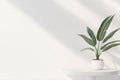 White Interior with Plant in Round Vase and Blank Space for Product Presentation Royalty Free Stock Photo