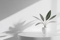 White Interior with Plant in Round Vase and Blank Space for Product Presentation Royalty Free Stock Photo
