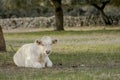White veal lying on the grass of a farm field Royalty Free Stock Photo
