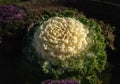 a picture of flowers planted in the garden