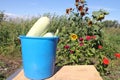 White vegetable marrows in a bucket standing on a table