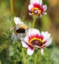 White venidium fastuosum or Arctotis fastuosa