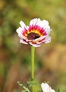 White venidium fastuosum or Arctotis fastuosa