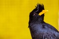 White-vented myna Acridotheres javanicus, black crested bird Royalty Free Stock Photo