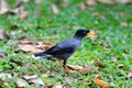 White-vented Myna