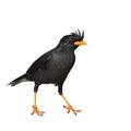 White-vented Myna bird Royalty Free Stock Photo