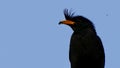 White-vented Myna bird over blue sky Royalty Free Stock Photo