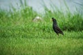 White-vented Myna bird Royalty Free Stock Photo