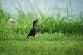 White-vented Myna bird Royalty Free Stock Photo