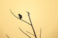 White vented Myna black birds perching on the branch, bird of Thailand Royalty Free Stock Photo