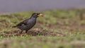 White-vented Myna On Grass