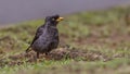 White-vented Myna Feeding Seed Royalty Free Stock Photo