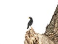 white vented myna Naturally commissioned scenic views of the crested starling require a grand and exciting experience. Royalty Free Stock Photo