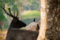 White-vented Myna and Sambar alerting to dangerous predators.