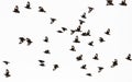 White-vented Myna or starlings flying in the sky