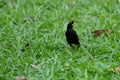 White - vented Myna Royalty Free Stock Photo