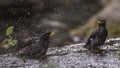 White-vented Mynas Having A Bath Royalty Free Stock Photo