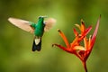 Green hummingbird from Colombia, green bird flying next to beautiful red flower, action feeding scene in green tropical forest, Royalty Free Stock Photo