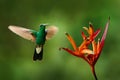 White-vented Plumeleteer, Chalybura buffonii, green hummingbird from Colombia, green bird flying next to beautiful red flower with