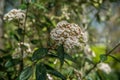 White Verbena bush in bloom