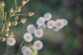 white Vernonia cinerea flower and buds