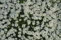 White vervain flowers. Vertical floral background for screen wallpaper, stories.