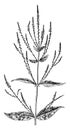 White Vervain vintage illustration