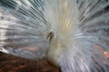 White very beautiful peacock with a large tail Royalty Free Stock Photo