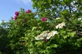 White viburnum and pink dog rose flowers in spring garden Royalty Free Stock Photo