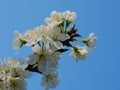 White Victoria Plum Blossom in Blue Sky Royalty Free Stock Photo