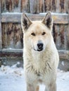 White village watchdog with fang in winter snow